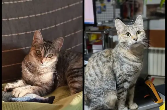 Найдена кошка, Майкоп, фото: Кошка найдена: ул. Хакурате, 317, Майкоп