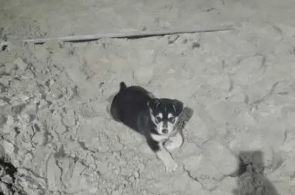 Пропала собака, Сиреневая ул., Глаженка