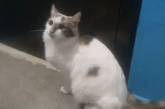 Найдена кошка, Волжский, фото: Найдена кошка, ул. Нариманова, 6а, Волжский