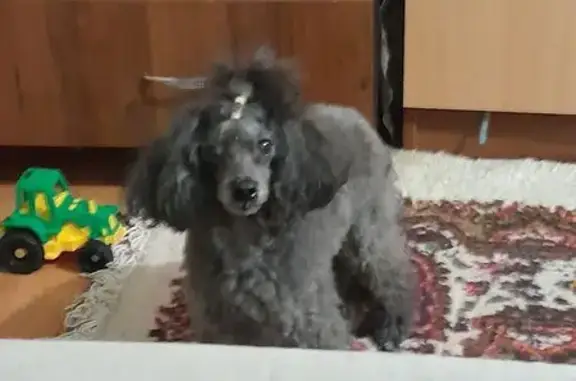 Найдена собака, Ставрополь, фото: Собака найдена: 1-я Промышленная, Ставрополь