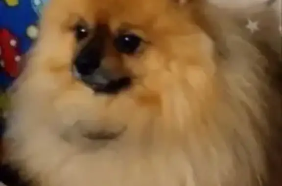 Пропала собака, ул. Петрищева 29, Дзержинск