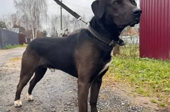 Найдена собака, имени Воровского, фото: Найдена собака, Нижняя ул., Воровского