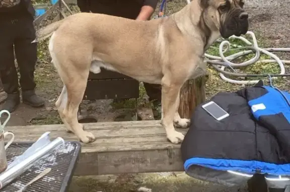 Пропала собака на Пролетарской, 6, Софрино