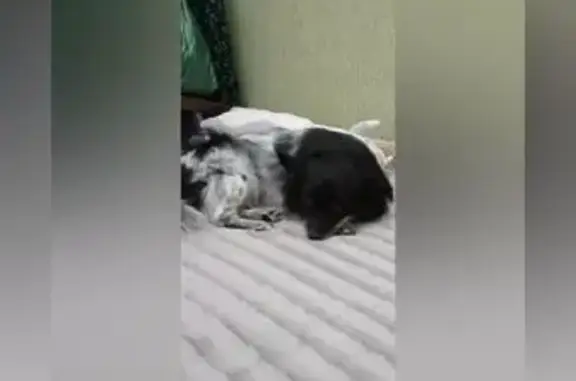 Собаки потеряшки, , фото: Потеряшка собака в Адыгее