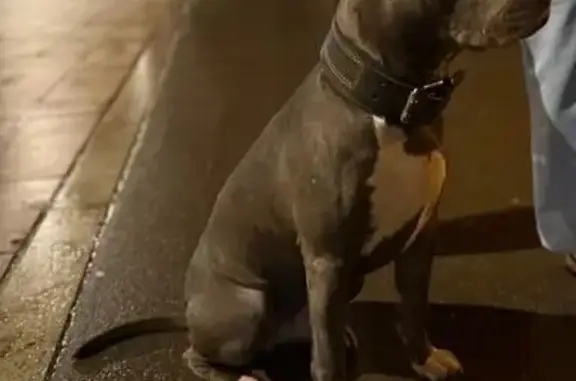 Собаки потеряшки, Москва, фото: Потеряшка собака, Зеленоград, Москва