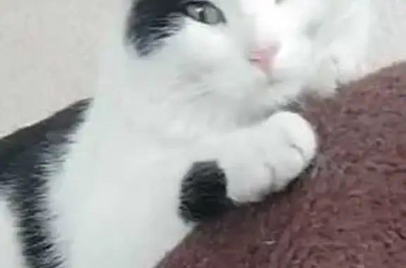 Пропала кошка, ул. Полбина, Вольск