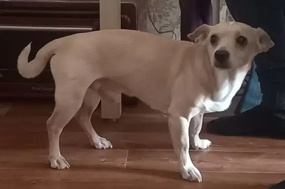 Найдена собака, Новосибирск, фото: Собака найдена: Танковая ул., 36, Новосибирск