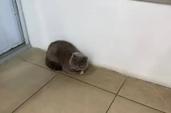 Найдена кошка, Бор, фото: Кошка найдена у ТЦ, ул. Горького, 62/1В