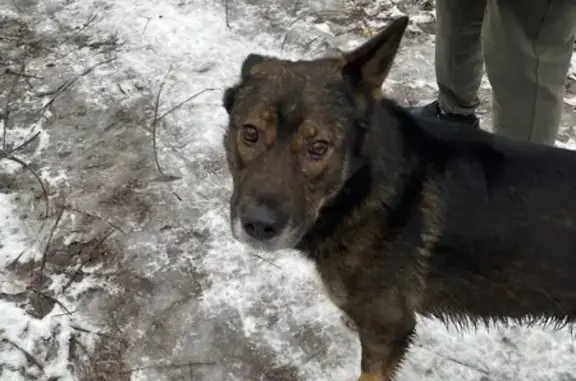 Найдена собака, Екатеринбург, фото: Найдена собака, ул. Мира 3Е, Екатеринбург