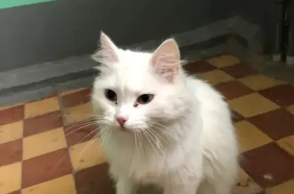 Найдена кошка, Каменск-Уральский, фото: Найдена кошка, Октябрьская 8, Каменск