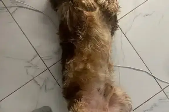 Найдена собака, Батайск, фото: Найдена собака, Урицкого 7, Батайск