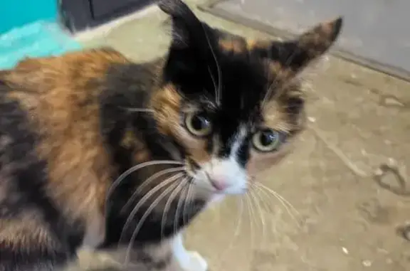 Найденные животные Братск, фото: Кошка найдена: Комсомольская 30, Братск