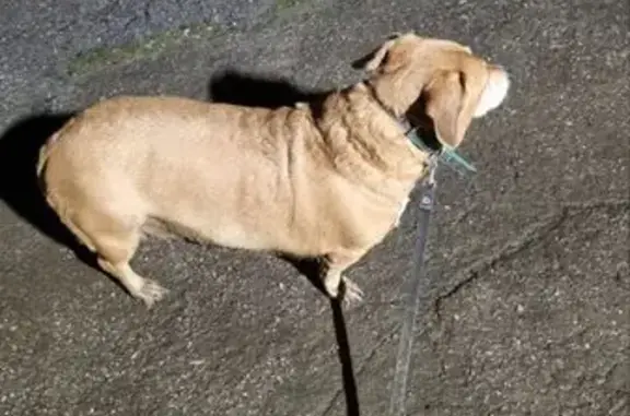 Найдена собака, Самара, фото: Найдена собака, ул. Свободы 92, Самара