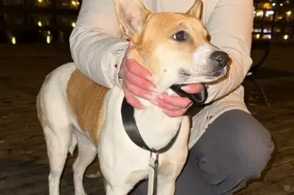 Найдена собака, Москва, фото: Собака найдена: ул. Красных Зорь, 45