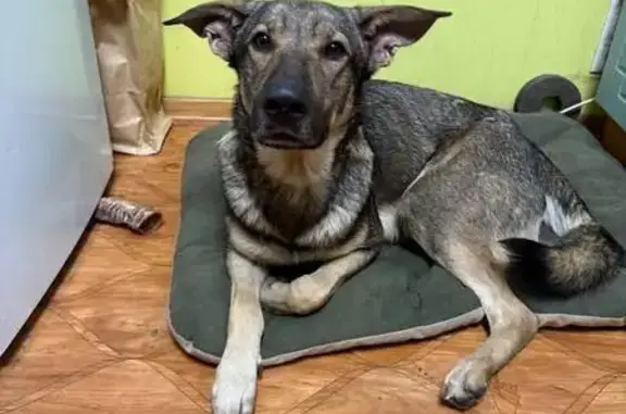 Найдена собака, Москва, фото: Собака найдена на Рязанском проспекте, 2 с1