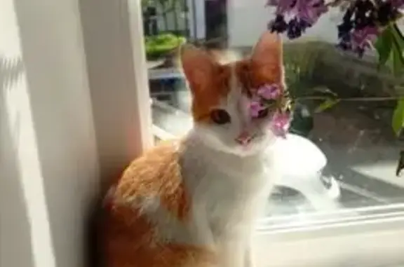 Пропала кошка на Горнозаводской, Учалы