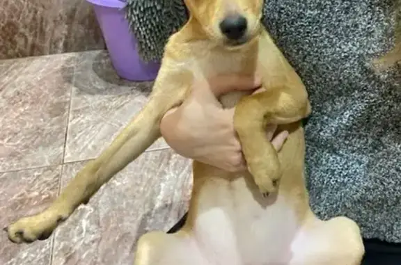 Найдена собака, Оренбург, фото: Найдена собака, ул. Мира, Оренбург