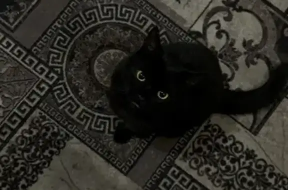 Пропала кошка, Валуйки, Белгородская обл.