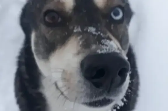 Пропала собака, Оленегорск, Мурманск