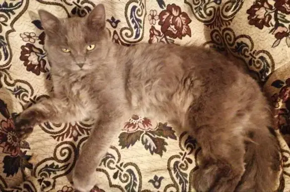 Кошки потеряшки, Нижнеудинск, фото: Потеряшка кошка, ул. Молодости, Нижнеудинск