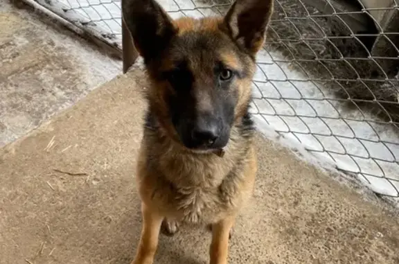 Пропала собака, Ижевск, Автозаводская 54