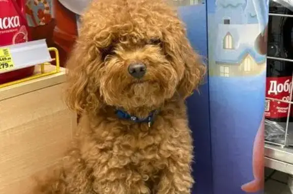 Найдена собака, Старый Оскол, фото: Найдена собака, 1, Старый Оскол