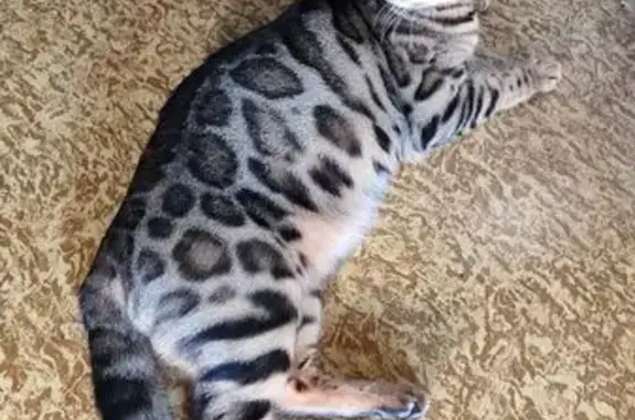 Кошки потеряшки, Сочи, фото: Потеряшка кошка, Сочи, Строительный 1