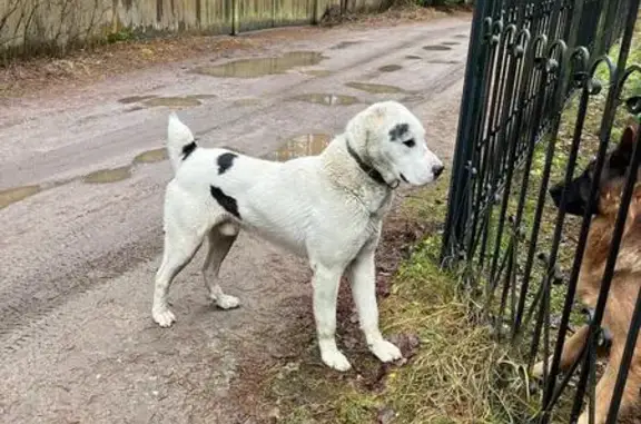 Найдена собака, , фото: Собака найдена в СНТ Буяны-2, ул. Цветочная