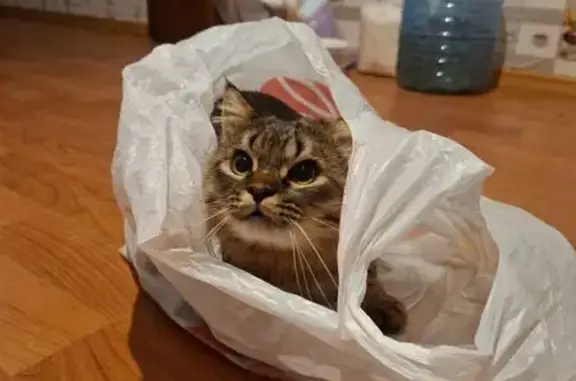 Пропала кошка в с. Льва Толстого, Калуга