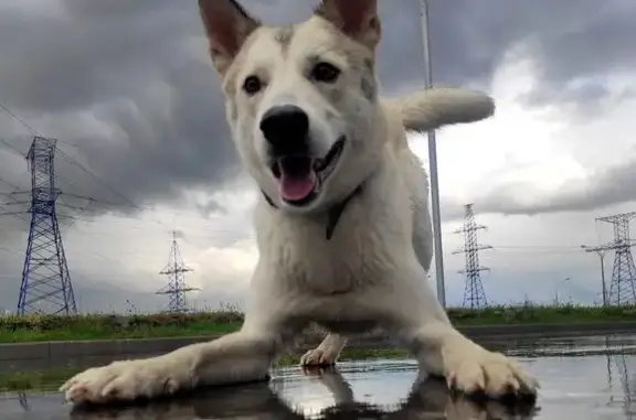 Собаки потеряшки, , фото: Потеряшка собака у Любляны, Семёновская МО