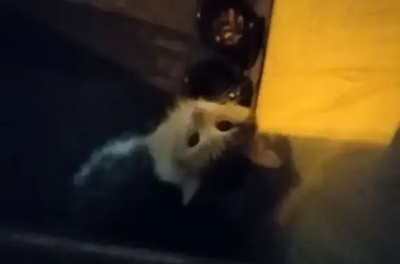 Поиск домашних животных, фото: Пропала кошка в районе Внуково, Москва