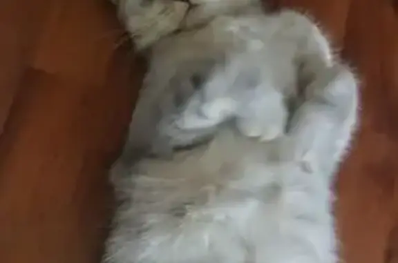 Кошки потеряшки, Казань, фото: Потеряшка кошка, Карьерная 17, Казань