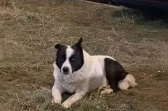 Пропала собака, ул. Айвазовского, Екб