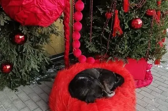 Найдена собака, Иркутск, фото: Найдена собака, ул. Лызина 9, Иркутск