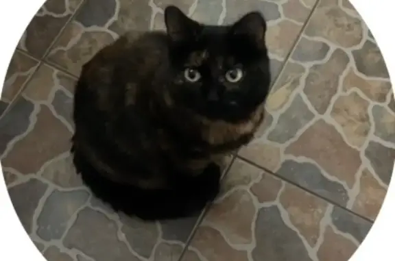 Найдена кошка, Чита, фото: Найдена кошка, ул. Богомягкова, Чита