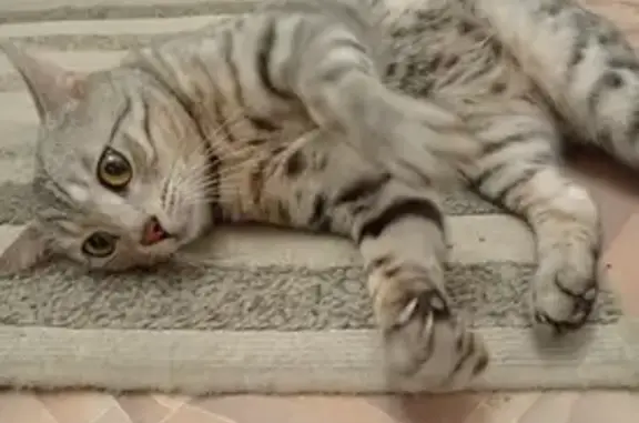 Пропала кошка, ул. 206-й Стрелковой, 98