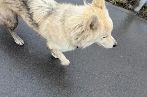 Найдена собака, Казань, фото: Найдена собака, ул. Нурихана Фаттаха, Казань