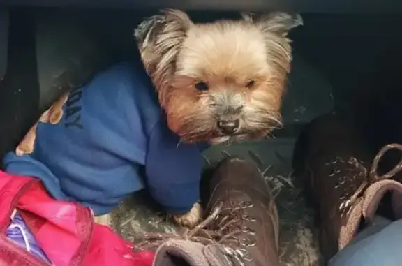 Потерянные животные Мурманск, фото: Пропала собака, ул. Софьи Перовской 8