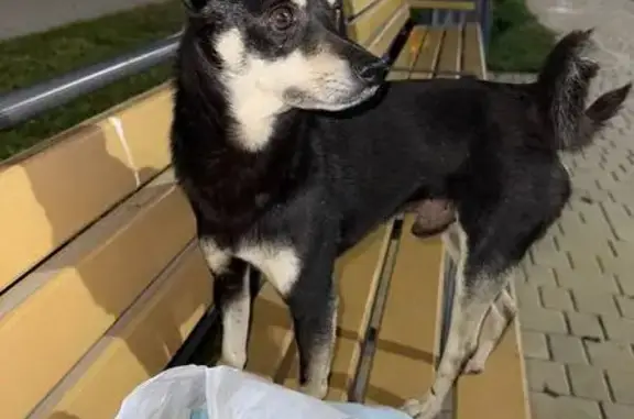 Найдена собака, , фото: Собака найдена: ул. Крымской Весны, 9 к1