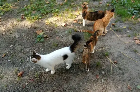 Пропала кошка, Гагарина 62, Сочи