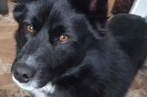 Пропала собака: ул. Гоголя 21, Хомутово