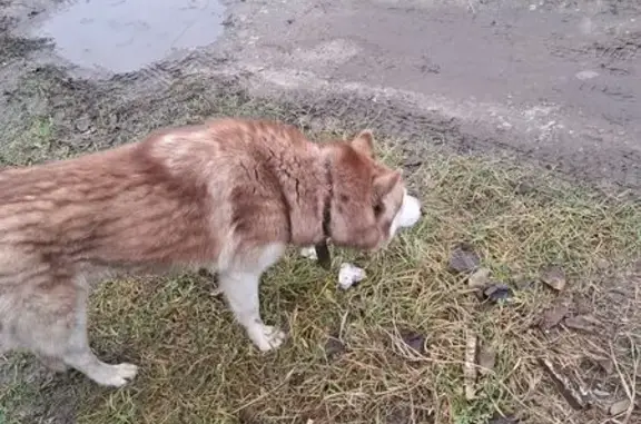 Найдена собака, Брянск, фото: Собака найдена: 4-й Карачижский пер., 94