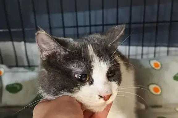 Найдена кошка, Краснодар, фото: Кошка найдена на ул. Западный Обход, Краснодар