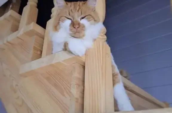 Пропала кошка, Антропово 38/3