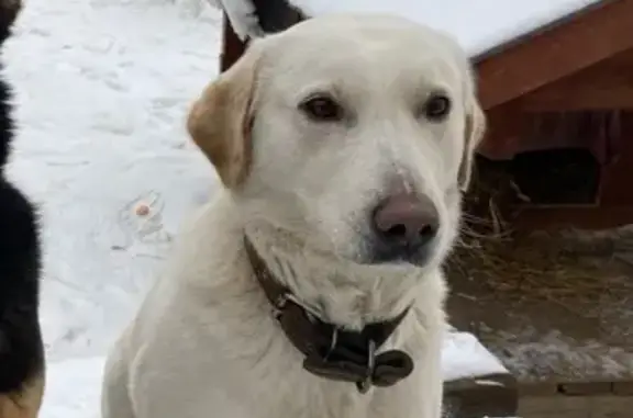 Пропала собака, пр. Октября, Н. Новгород