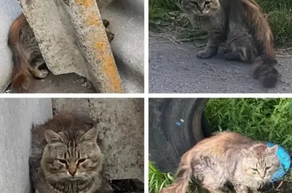 Пропала кошка, Воронеж, тсн Березовское-2