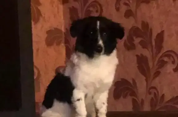 Пропала собака на 50 лет ВЛКСМ, 9, Ставрополь