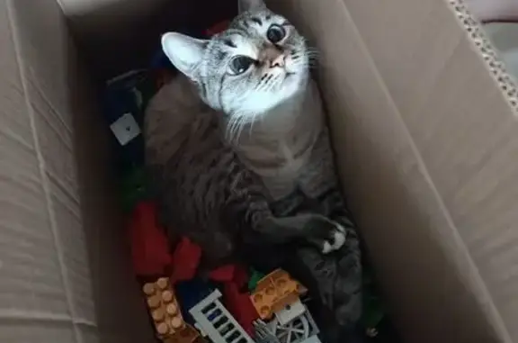 Пропала тайская кошка, Гагарина 51/1