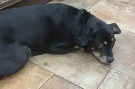 Найдена собака, Челябинск, фото: Найдена собака, ул. Танкистов, 152А