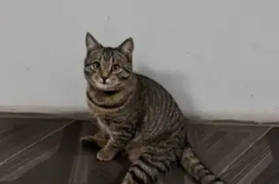 Кошки потеряшки, Йошкар-Ола, фото: Потеряшка кошка, ул. Мышино, Йошкар-Ола